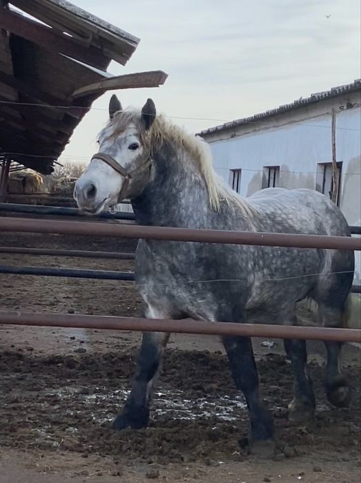 Armasar Percheron pentru monta
