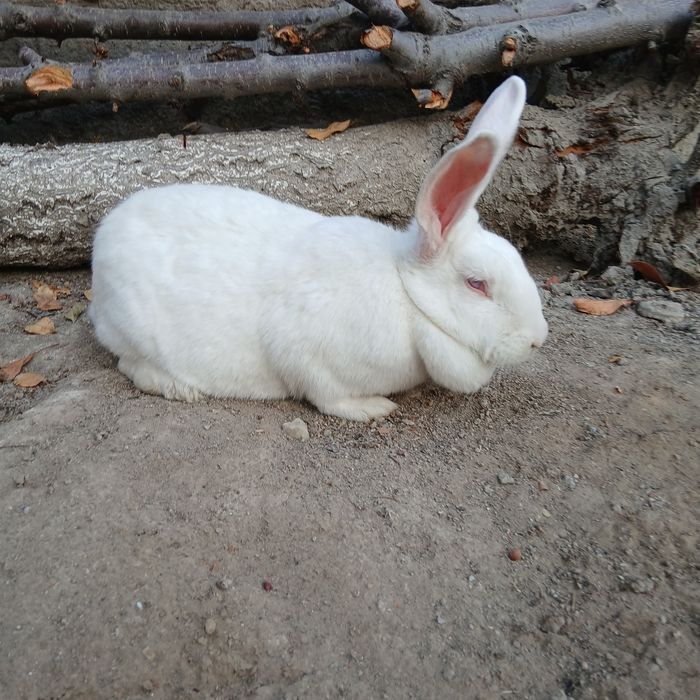 Quyon sotiladi, Jinsi: Samka, Boʻgʻoz Quyon, Fargʻona Yormazorda