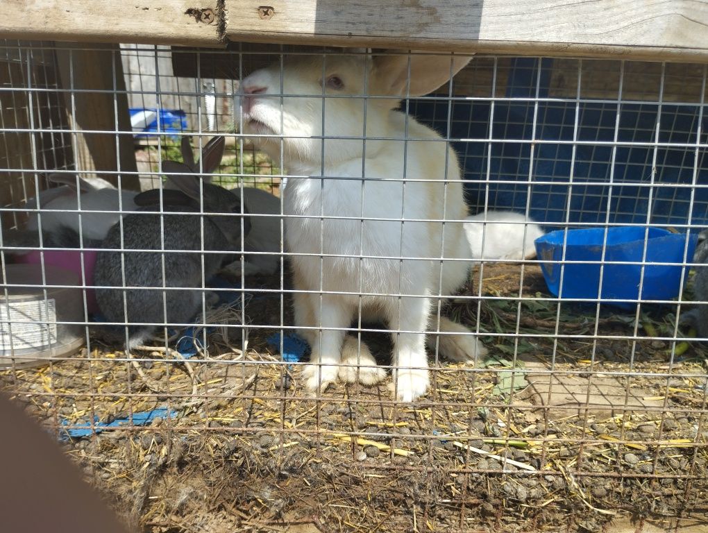 Продам кральчат.
