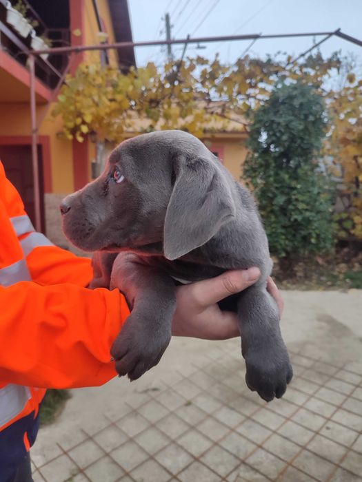 Vând cane corso  corso