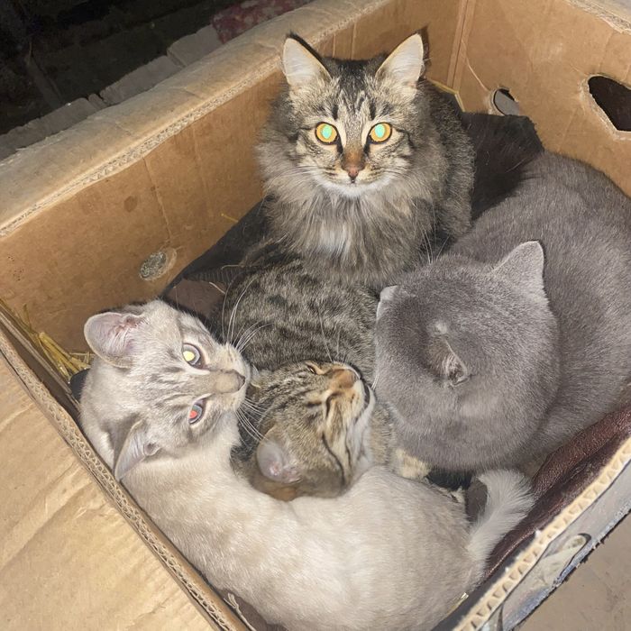 Отдам котят