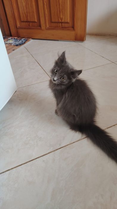 Котята, умные и игривые