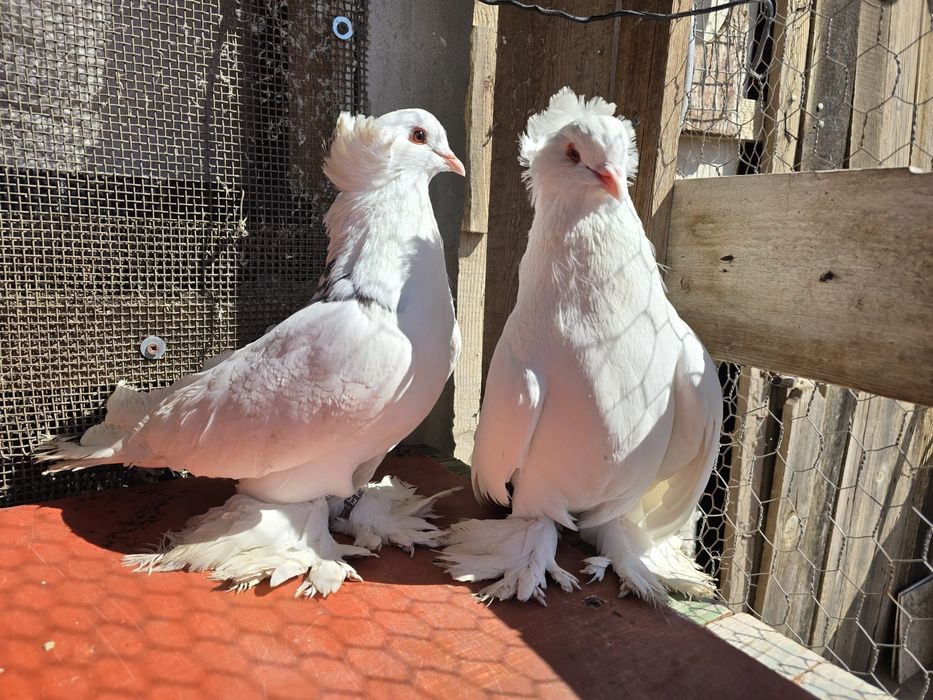 Pereche porumbei maghiari