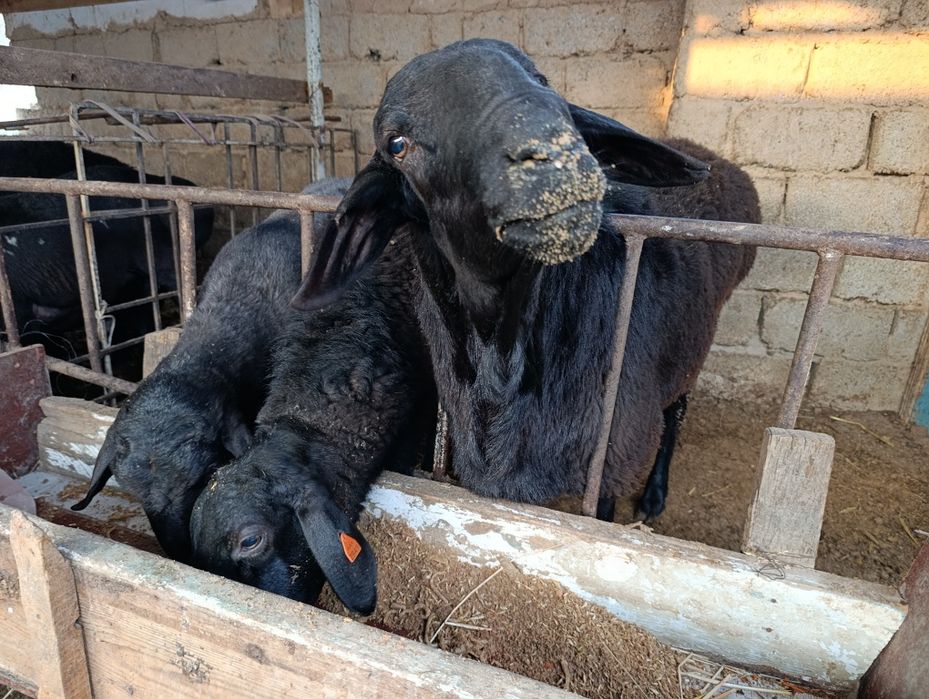 Zot va marosimlar uchun