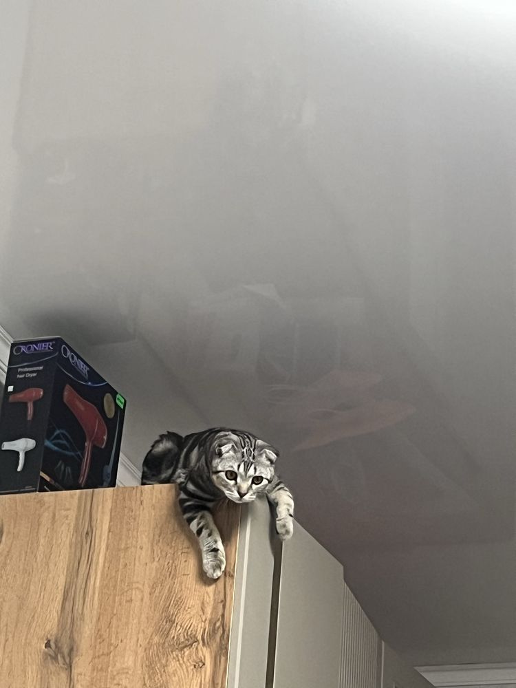 Шотланский веслоухий кот