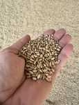 Grâu furajer ( TRITICALE )