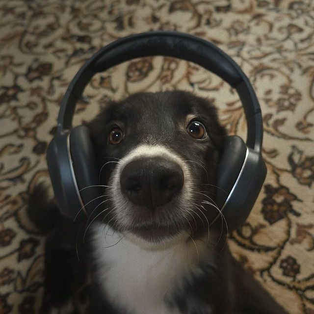 Собачка в добрые руки