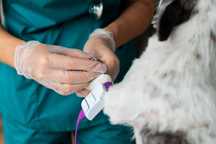 Medic veterinar la domiciliu