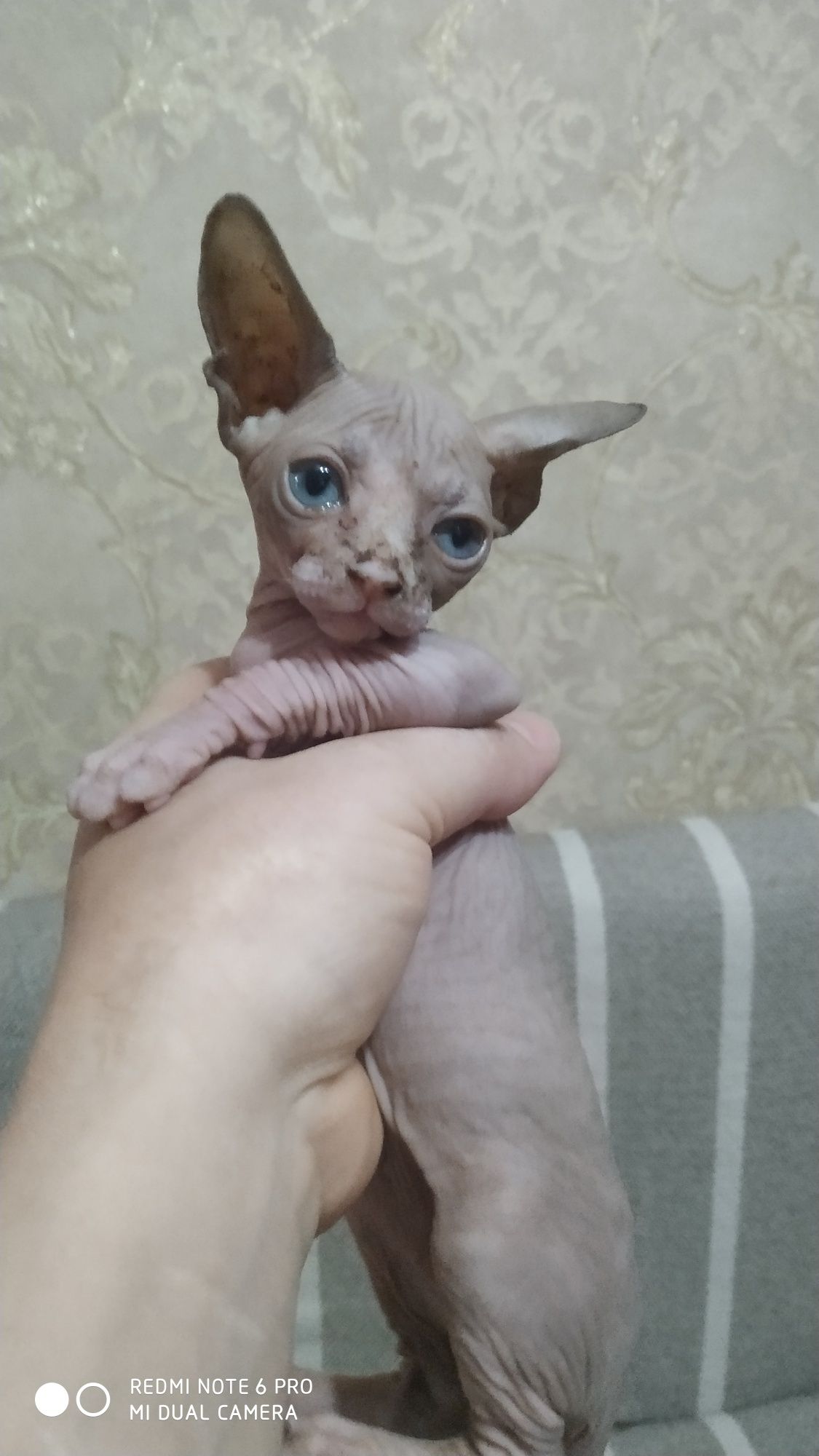 Продается кошка Сфинкс