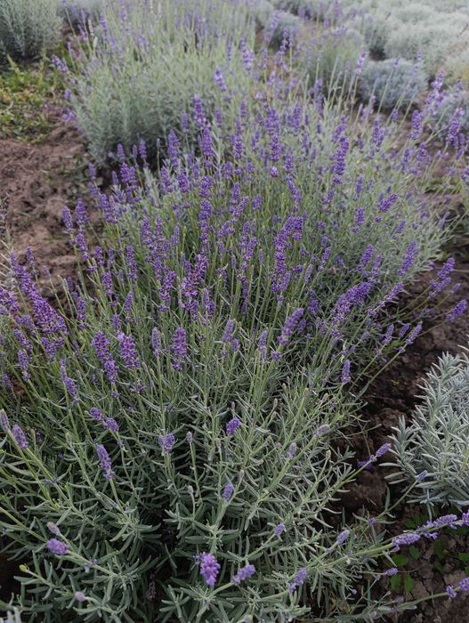 Vând butași și tufe de lavandă diferite marimi