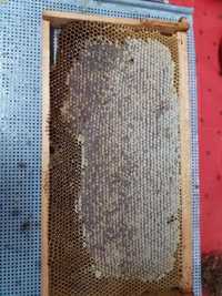 Vand miere de albine