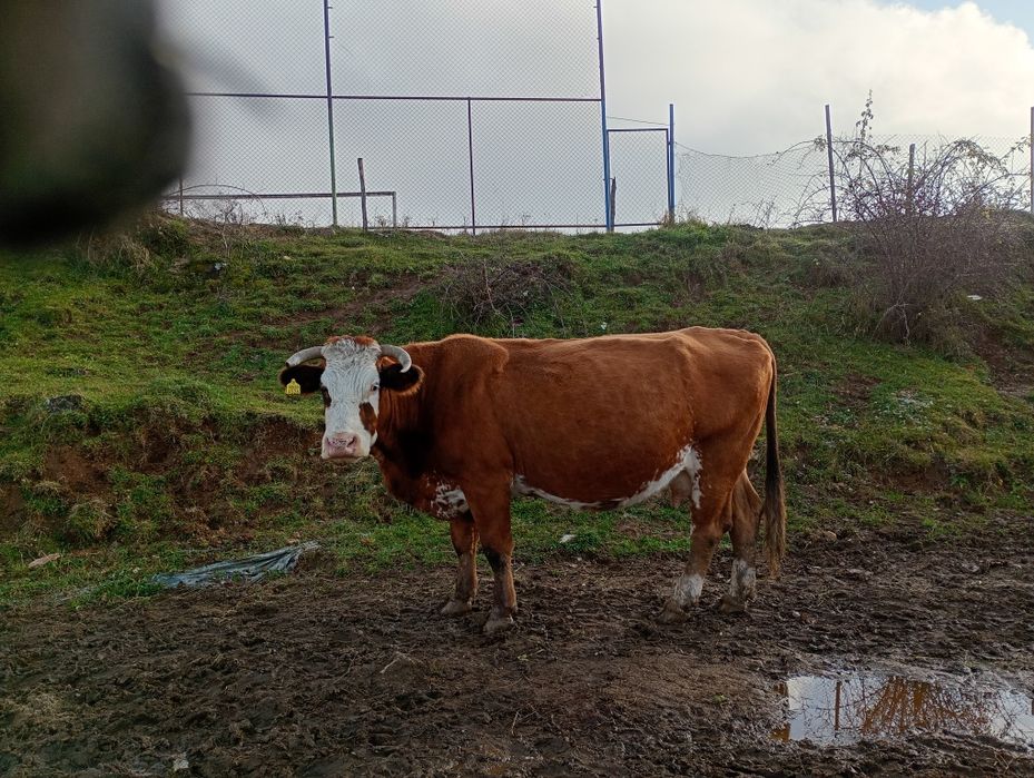 Vând vaci de lapte cu vitei bălțată romineasca cu vitei