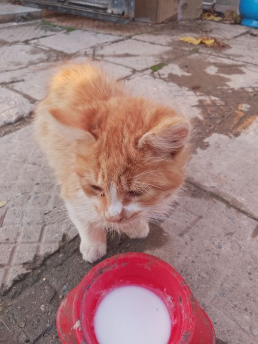 Подарявам котета