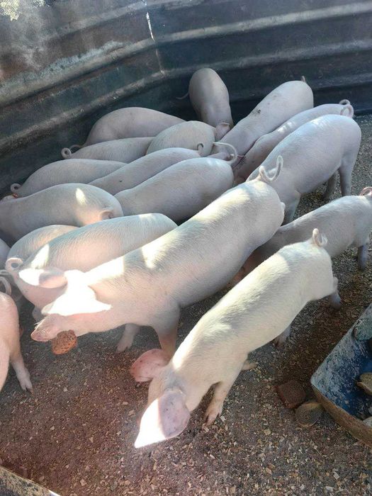 Продавам малки прасета за угояване – 15 до 40 кг