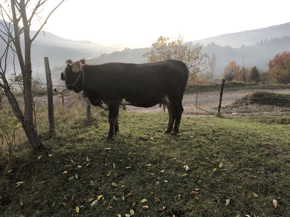 De vânzare vacă….