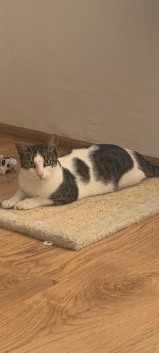 Pisicuta pentru adoptie, pisicuta superba,pisica de adoptat, pisica