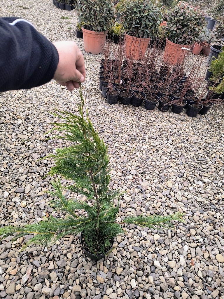 Leylandii 90-100cm