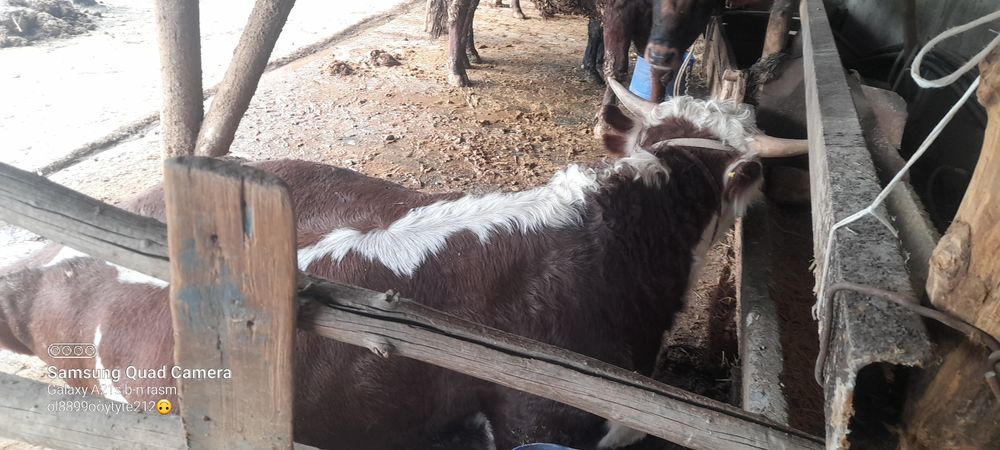 Ассаломуалайкум хукизлар хукизлар пародни  еб и