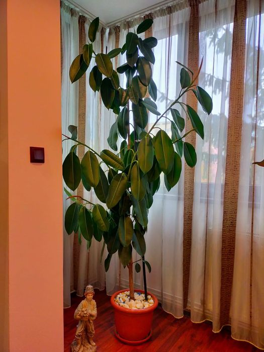 Plantă ornamentală