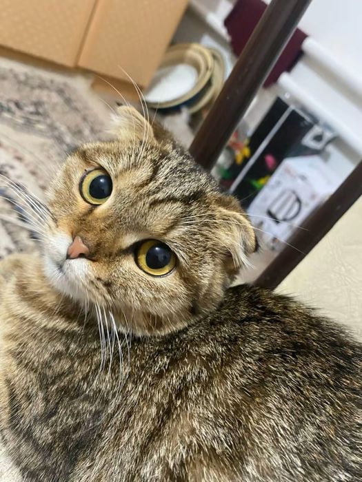 Шотландский кошка