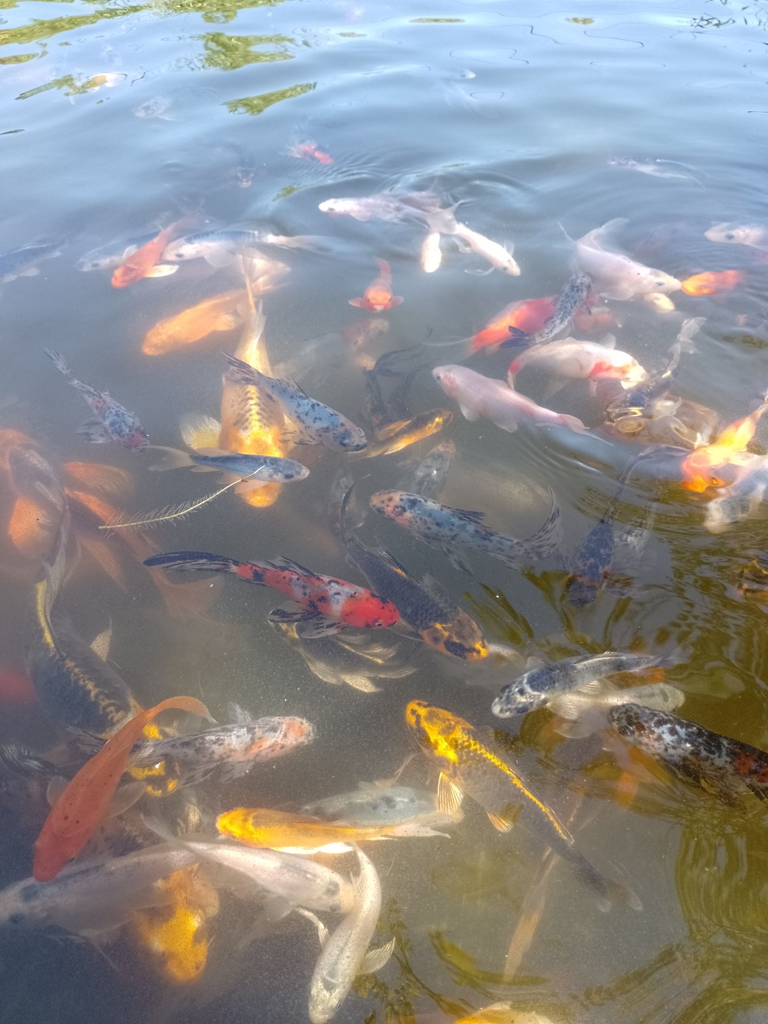 Crap koi , pești de iaz, lac , carasi comete și Shubunkin