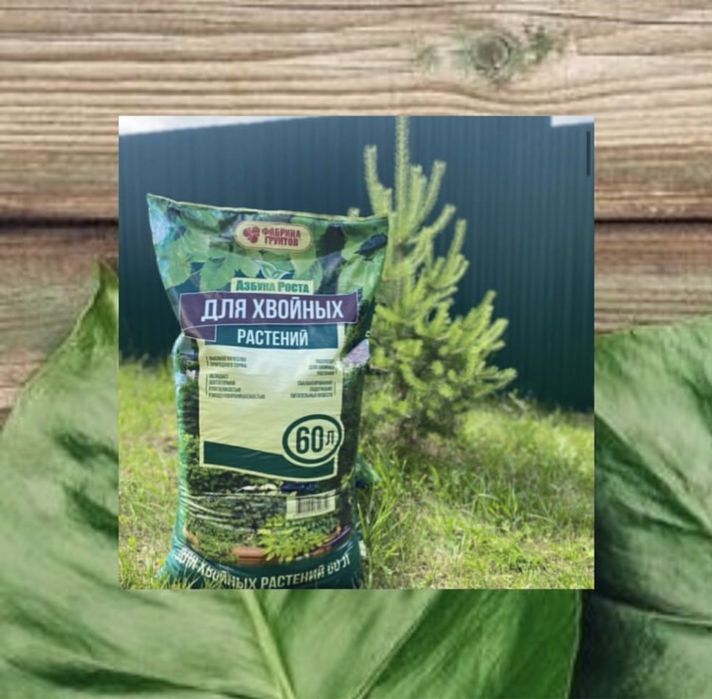 Грунт для хвойных растений