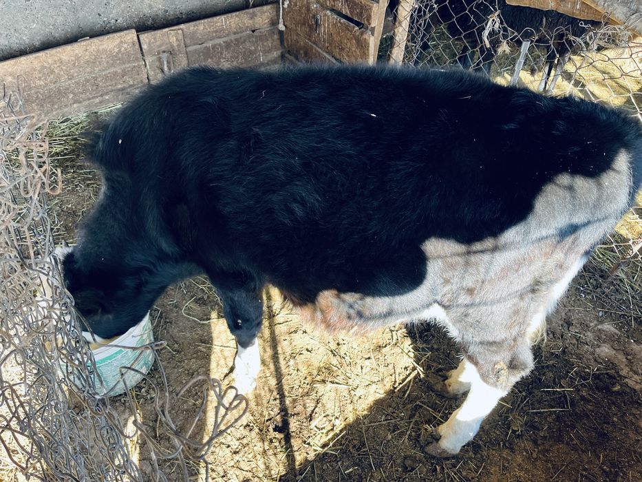 Erkek buzau satylady