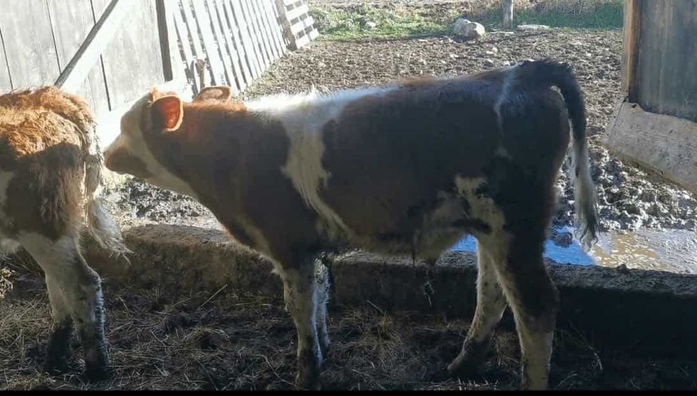 vand vitei sugari si intarcati (bălțată și holstein) 70-350 kg