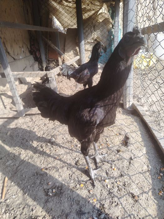 Ухайли хорозлари, бартер еки сотаман