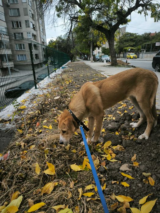 Сладур за осиновяване