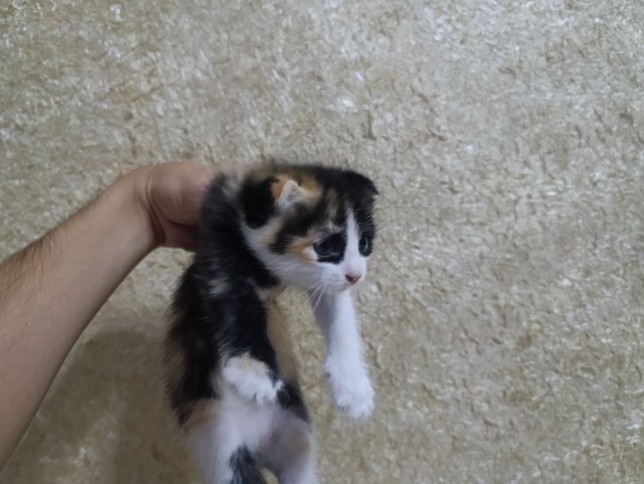 Кошки два веслаухие 1 месяц