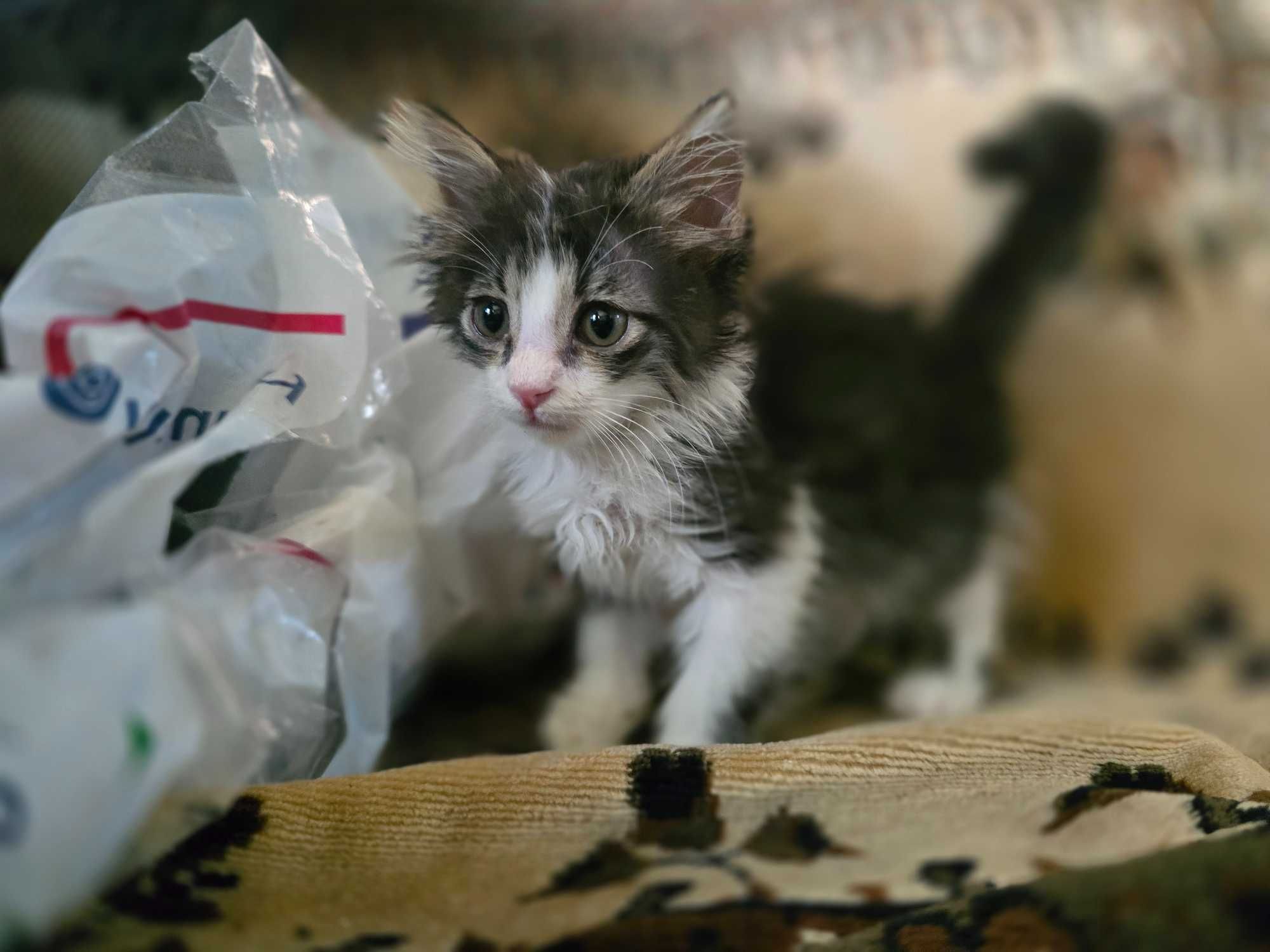 Котёнок, девочка, 2 месяца