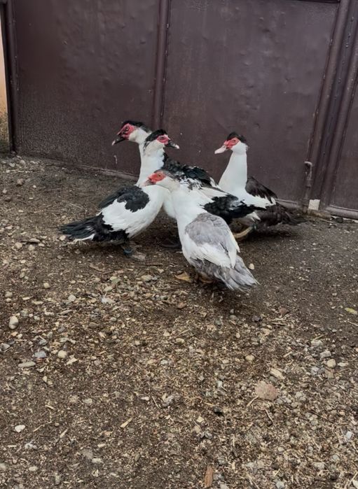 Vand familie Rațe Lesești Varietatea Coțofana