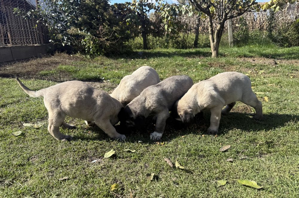 Catei Kangal-7 saptamani, vaccinati si deparazitati