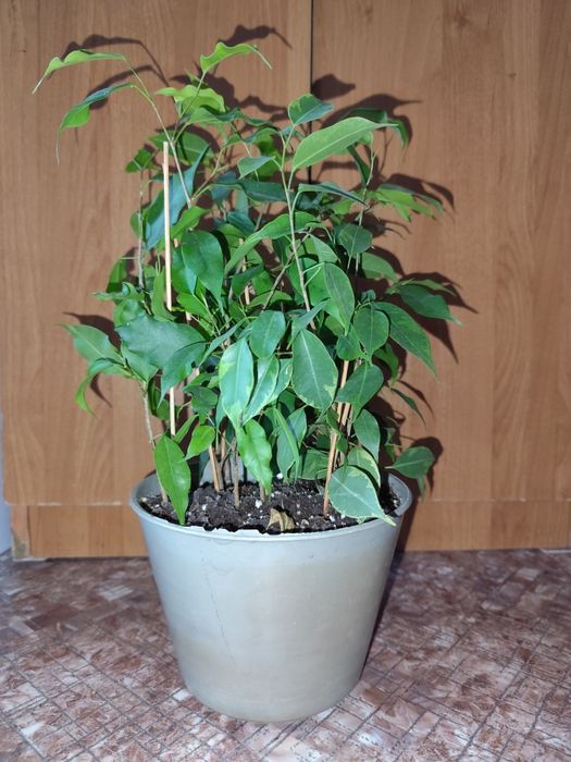 Продам фикус Бенджамина