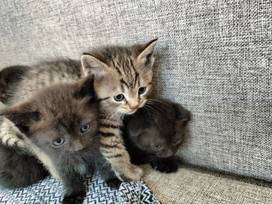 Отдам котят в добрые руки