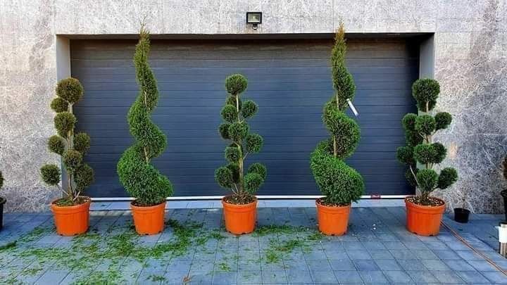 Plante ornamentale și rulou de gazon.