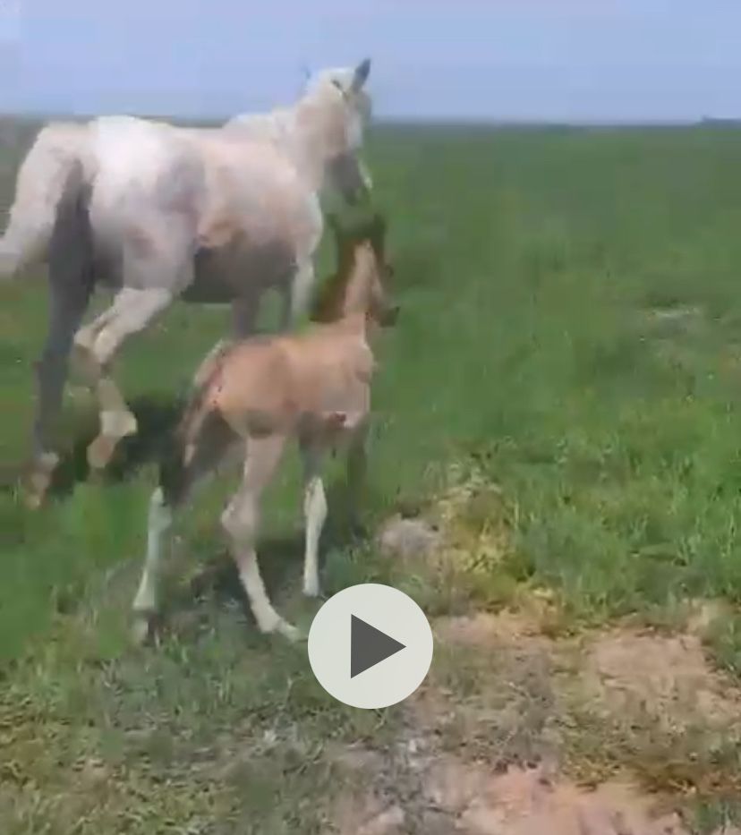 Бие кобыла кулынды бие еркек кулын