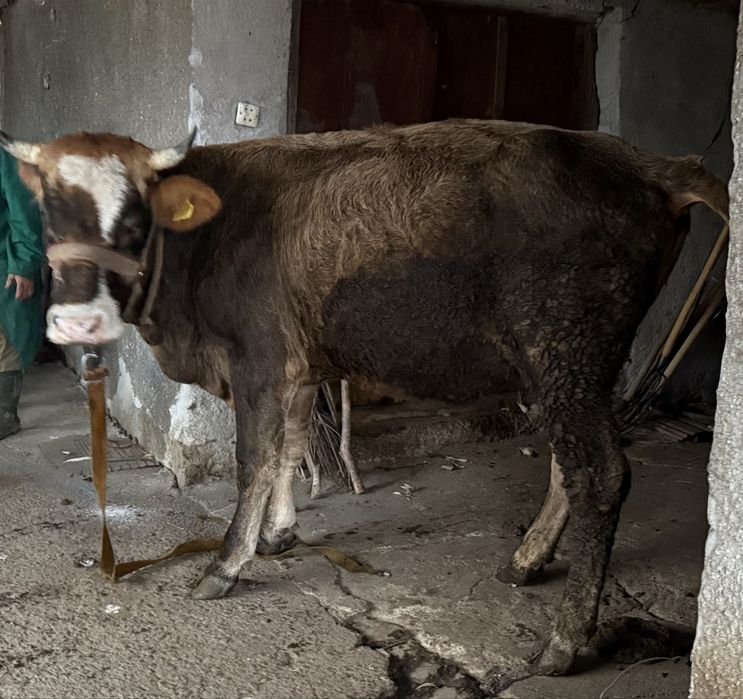 Vand junica de taiere