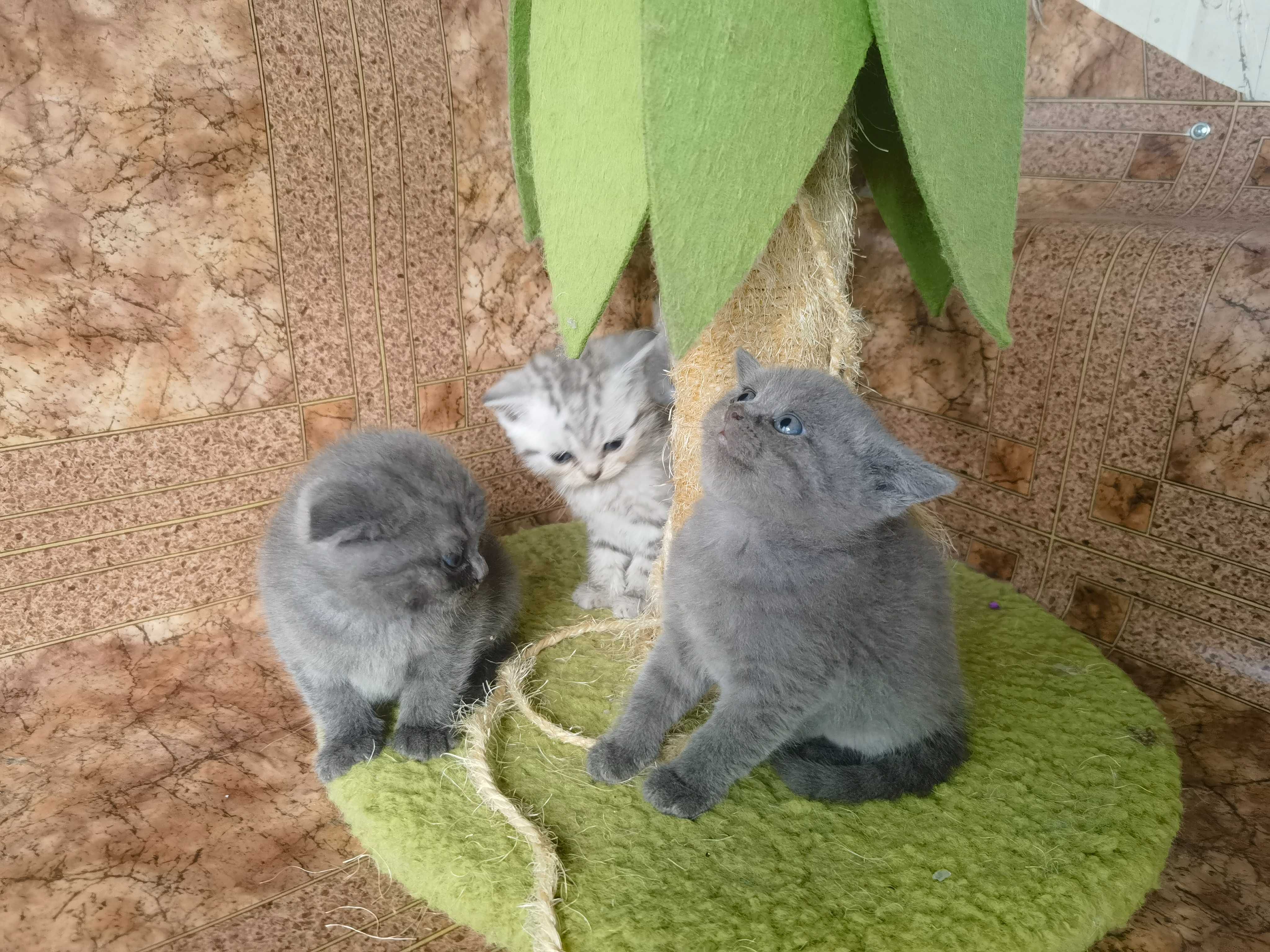 Британски котета