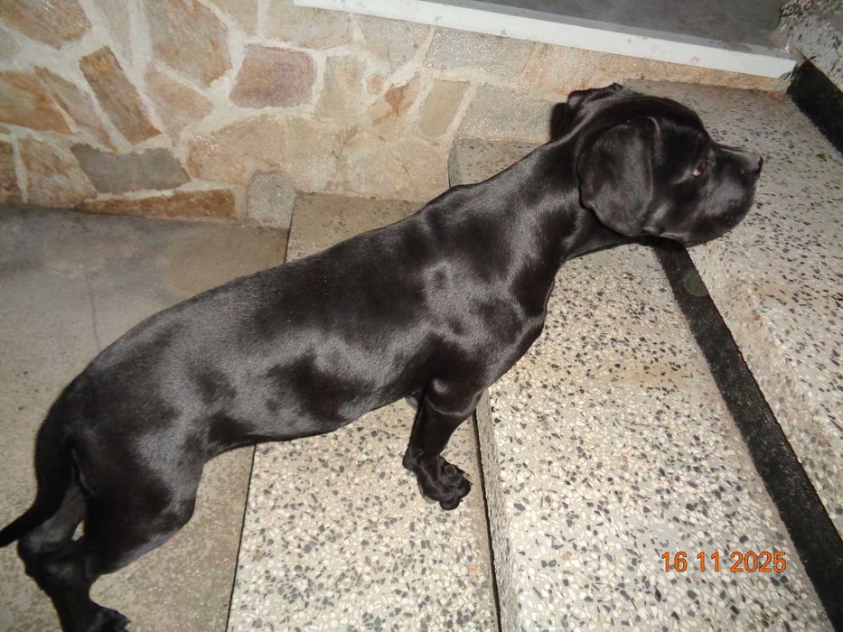 Кане Корсо красиво, здраво момиче на 4 месеца