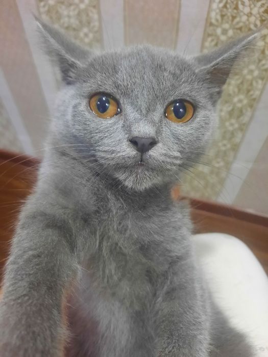 Скотиш страй Mushuk sotiladi  skoittish stray