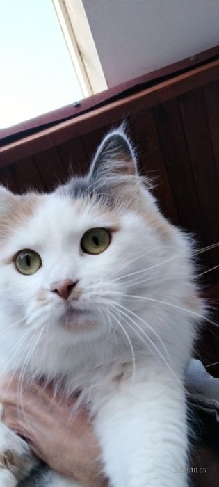 Коте    търси дом