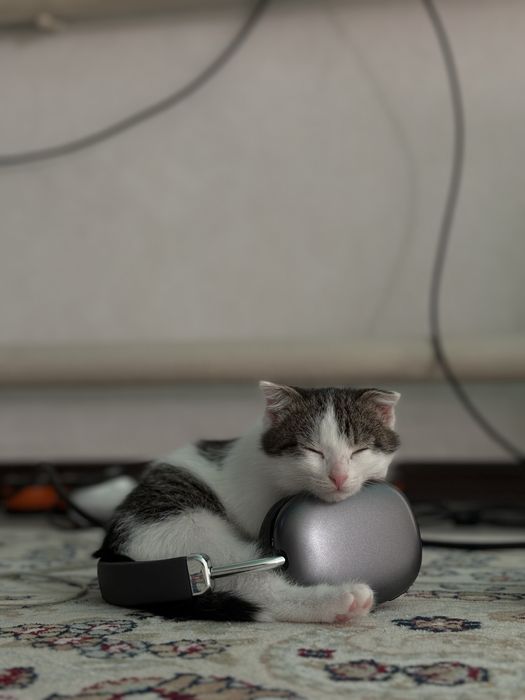 Отдам котенка в добрые руки