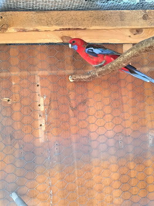 Vând papagali rozele penant și rubin