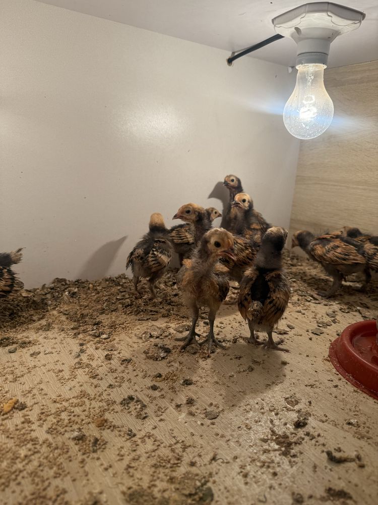 Forverk jo'jalari sotiladi.1 oylikka yaqnlashgan
