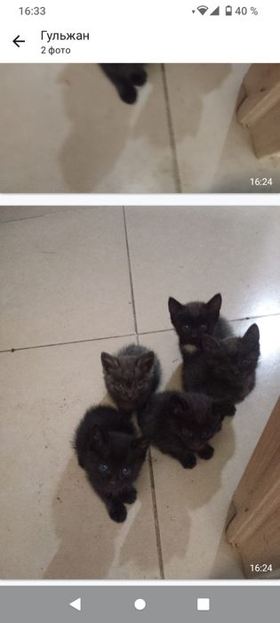 Котята в хорошие руки