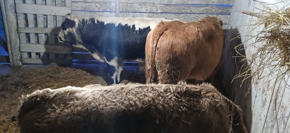 Vând viței mari  încărcați