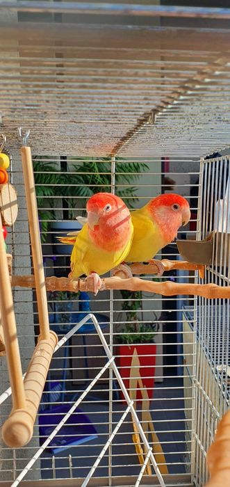 Agapornis pereche