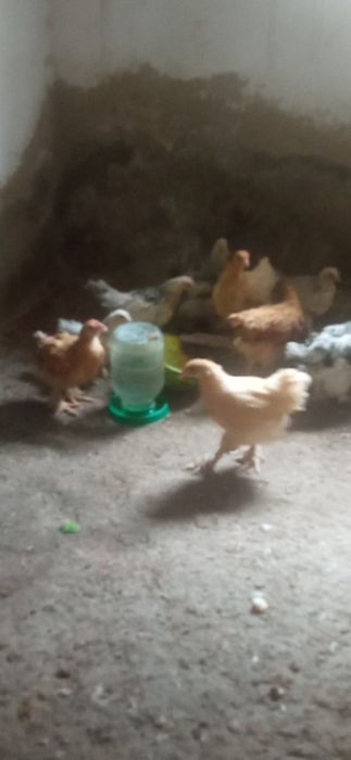 Брама балапандары сатылады 2.5 айлык